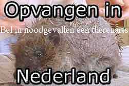 Pinnsvin
