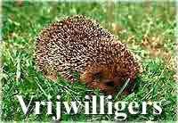 Piggsvin