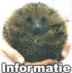 Hedgehog