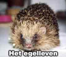 Igel